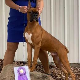 Buster - Fawn male Boxer puppy in Butler, Pennsylvania from Schaible's Boxer Huddle