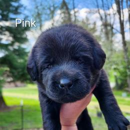 Pink collar - Black female Labrador Retriever puppy in Mossyrock, Washington from White River Labradors