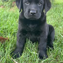 Black Female- Available now - Black female Labrador Retriever puppy in Beaverdam, Virginia from Gold Heart Labradors