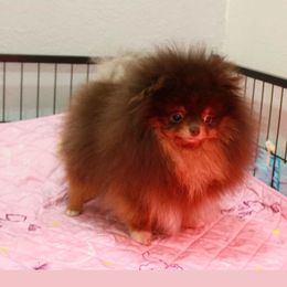 Tiffany - Pomeranian