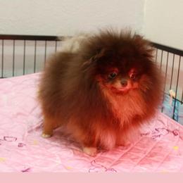 Tiffany - Pomeranian