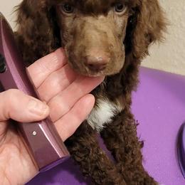 Poodles from MoJazz Poodles