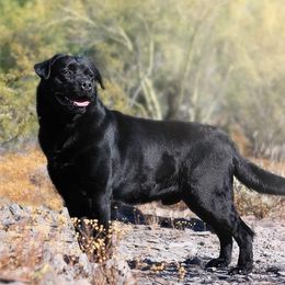 Maui - Labrador Retriever