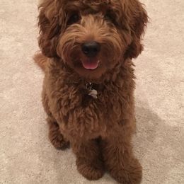 Goldendoodle Puppies from Jessie’s Doodles