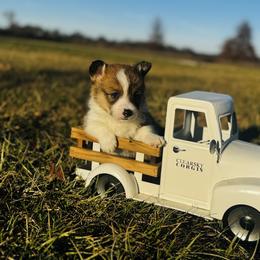 Harry - Sable male Pembroke Welsh Corgi puppy in Sheldon, Missouri from Clearsky Corgis