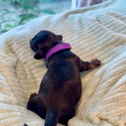 Purple collar girl - Black and tan female Dachshund puppy in Centralia, Washington from FairyTail Dachshunds