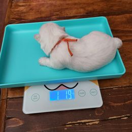 Orange - White female West Highland White Terrier puppy in Vermilion, Ohio from Snowy Mountain West Highland White Terriers