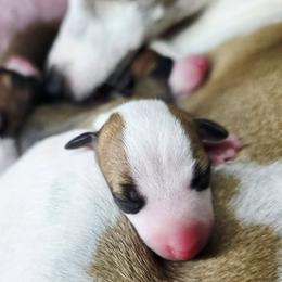 All The DoDa Day Aura - Red female Italian Greyhound puppy in Cadwell, Georgia from All The DoDa Day Italian Greyhounds