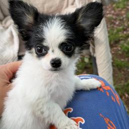 CKC Jackson - Black and white male Chihuahua puppy in Brooklyn, New York from Cuties 4 You