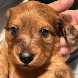 Dachshunds from J&W Doxies