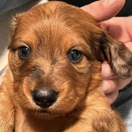 Dachshunds from J&W Doxies