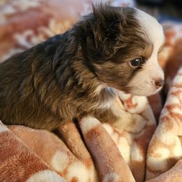 Toy Australian Shepherd Puppies from Reflections of Star Crest Kennel