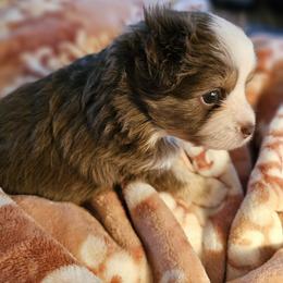 Toy Australian Shepherd Puppies from Reflections of Star Crest Kennel