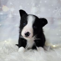 Fred Buckle - Black and white male Border Collie puppy in Avilla, Indiana from Borderline Kennels
