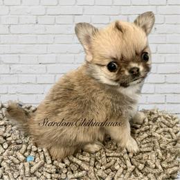 Chihuahua Puppies from Stardom Chihuahuas