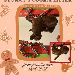 Butterscotch - Brindle male Poodle puppy in Ocean Springs, Mississippi from Forever Summer Standard Poodles