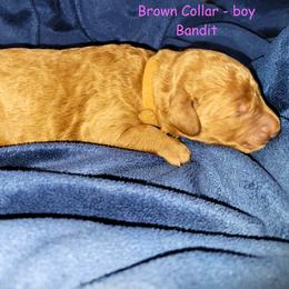 Bandit - Red  male Goldendoodle puppy in Greer, South Carolina from South Paw Doodles