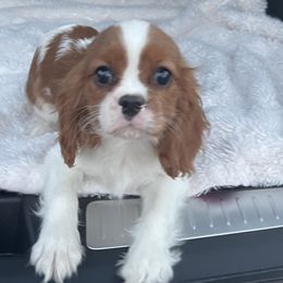 Jolly's Boy 2 - Blenheim male Cavalier King Charles Spaniel puppy in Loco, Oklahoma from Sweet Heart Cavaliers