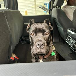 Cane Corso Puppies from Venom Cane Corsos