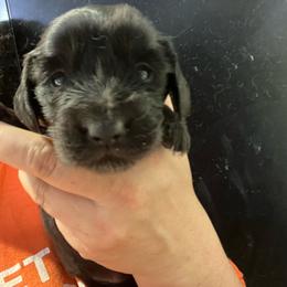 Sophia, now Batsy - Black female Dachshund puppy in Bigfork, Minnesota from Dachshunds Up North