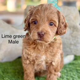 Lime green collar - Caramel male Australian Labradoodle puppy in Anderson, California from Shaggy Doodles