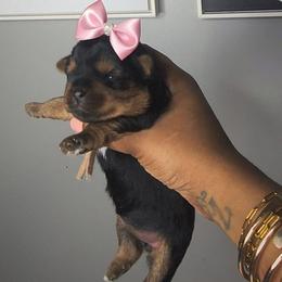 Rain - Black and tan female Yorkshire Terrier puppy in North Chesterfield, Virginia from YorkieLover