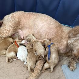 Black Collar - Red male Cavapoo puppy in South Jordan, Utah from Simply Sweet Paws. LLC