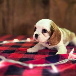 Belle - Blenheim female Cavalier King Charles Spaniel puppy in Preston, Maryland from Katie's Pups