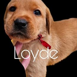 Loyde - Yellow male Labrador Retriever puppy in Sidney, Nebraska from Nebraska Strong Labradors
