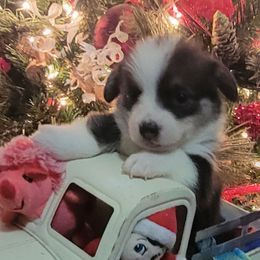 Tie-dye Bandana Girl - Black and tan female Pembroke Welsh Corgi puppy in Cherokee, Oklahoma from MCS Farms-OK