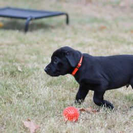Australian Shepherd and Labrador Retriever Puppies from Wheatland Dog Center