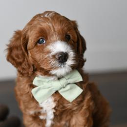 Australian Labradoodle Puppies from Snooze and Sniff Labradoodles
