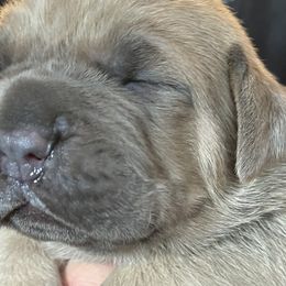 Boy 3 - Fawn Cane Corso puppy in Olympia, Washington from Loch and Spruce Cane Corso