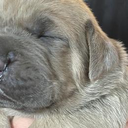 Boy 3 - Fawn Cane Corso puppy in Olympia, Washington from Loch and Spruce Cane Corso