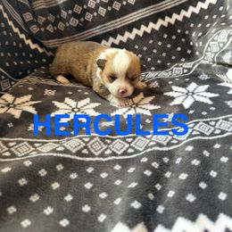 Hercules - Sable male Pembroke Welsh Corgi puppy in Sherwood, Michigan from Patrick's Puppies