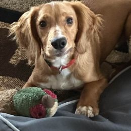 English Cocker Spaniel and Labrador Retriever Puppies from Blue Clay Kennels, LLC.