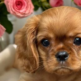 Biewer Terriers, Cavalier King Charles Spaniels, Cavatzus, and Shih Tzus from Rocky Oak Cavaliers & Biewer Terriers LLC