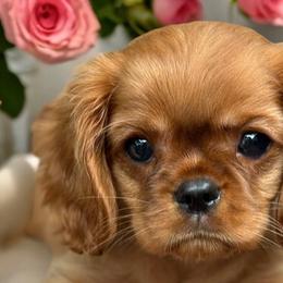 Biewer Terriers, Cavalier King Charles Spaniels, Cavatzus, and Shih Tzus from Rocky Oak Cavaliers & Biewer Terriers LLC