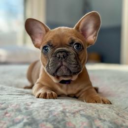 James - Blue fawn male French Bulldog puppy in Monett, Missouri from Bailey French Bulldogs