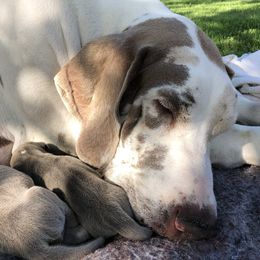 Great Danes from Blue Diamond Danes