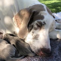 Great Danes from Blue Diamond Danes