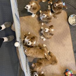 Goldendoodle Puppies from Beck Kennel