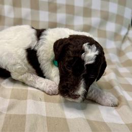 Graham - Parti male Labradoodle puppy in Candler, North Carolina from Maple Bakin’ Doodles
