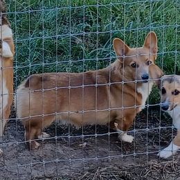 Sandy - Pembroke Welsh Corgi