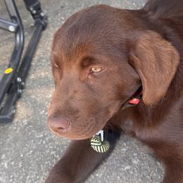 Labrador Retrievers from Dirt Bottom Labs