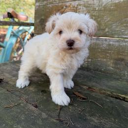 Skor - White male Miniature Schnauzer puppy in Clover, South Carolina from Bobo’s Babies Kennels