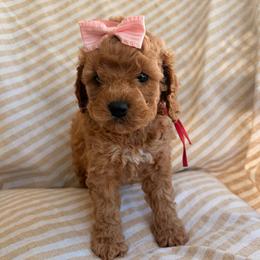 Birdie - Apricot female Assorted Doodle Crosses puppy in Yuba City, California from Lucky Day Doodles