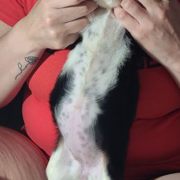 English Springer Spaniel Puppies from Savannah River Springers