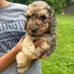 Dawson - Blue merle male Aussiedoodle puppy in Berrien Spring, Michigan from Red Bud Beautiful Doodles