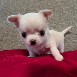 Chewie - Cream and white male Chihuahua puppy in Jacksonville, Florida from Precious Paws of Florida - Chihuahuas